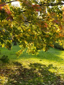 Colorful and bright background made of fallen autumn leaves