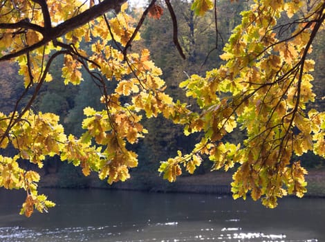 Autumn foliage with water reflection natural landscape.