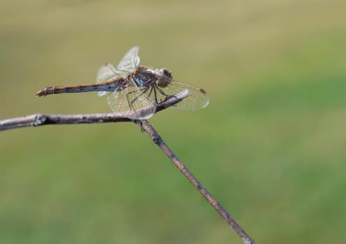 Beautiful dragonfly sits on a dry branch on a background of grass.