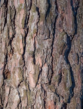 The bark of pine tree, background