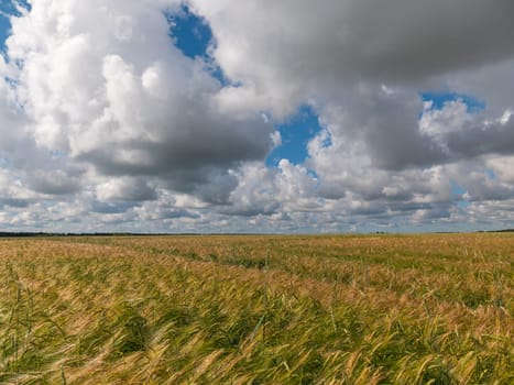 Yellow grain ready for harvest growing in a farm field.