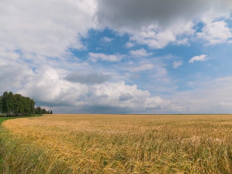 Yellow grain ready for harvest growing in a farm field.