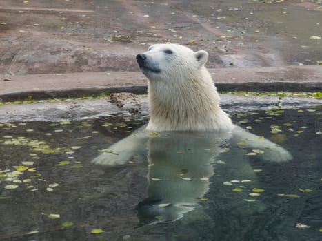 Beautiful Polar bear playing in water in autumn.