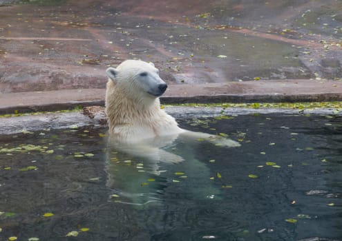 Beautiful Polar bear playing in water in autumn.