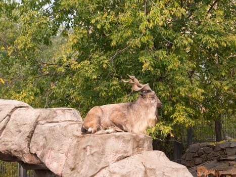 Big horn sheep ovis canadensis portrait on the mountain background.