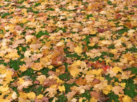 Colorful and bright background made of fallen autumn leaves