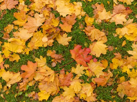 Colorful and bright background made of fallen autumn leaves