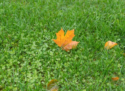 maple closeup leaf on a background of green grass.