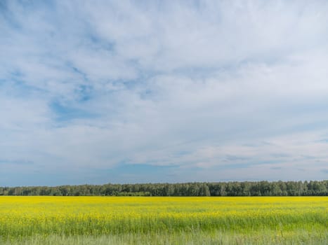 Landscape of field yellow grass and the cloudy sky.