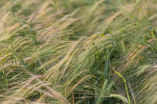 Yellow grain ready for harvest growing in a farm field.