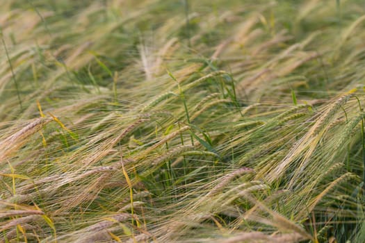 Yellow grain ready for harvest growing in a farm field.