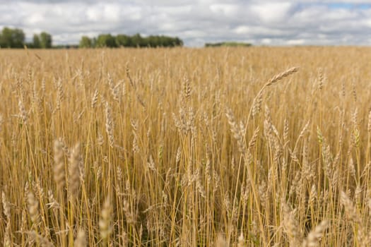 Yellow grain ready for harvest growing in a farm field.