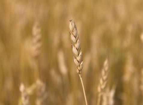 Yellow grain ready for harvest growing in a farm field.