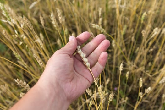 Farmer in field touching his wheat ears.