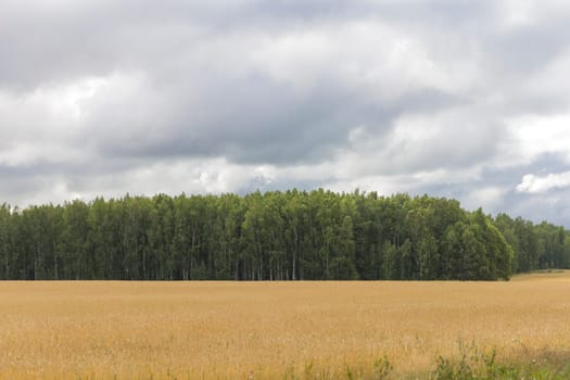 Yellow grain ready for harvest growing in a farm field.