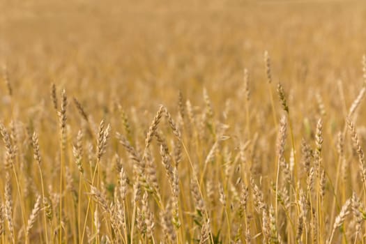 Yellow grain ready for harvest growing in a farm field.
