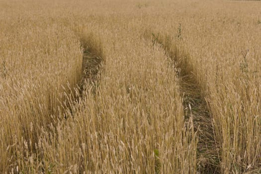 Yellow grain ready for harvest growing in a farm field.