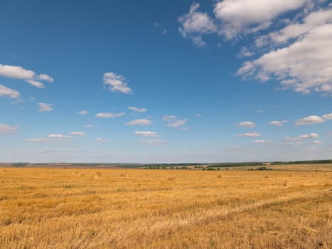 Yellow grain ready for harvest growing in a farm field.