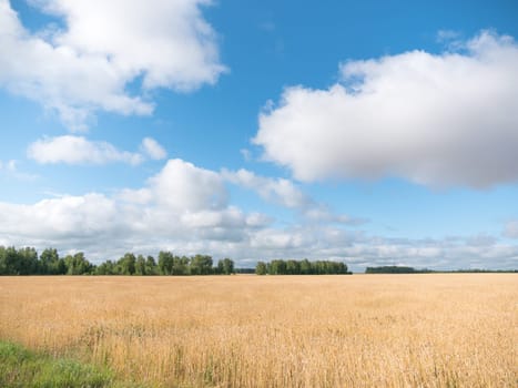 Yellow grain ready for harvest growing in a farm field.