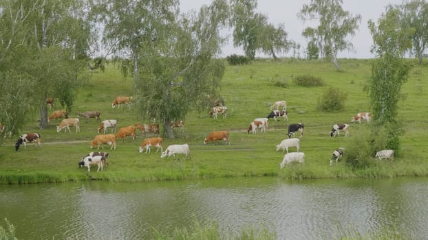 Landscape with a herd of cows in the on coast of the lake cinemagraph.