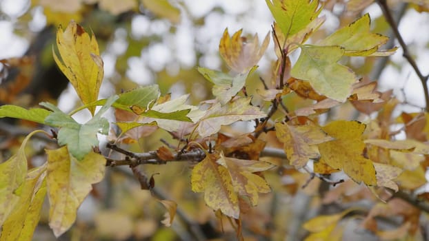 Autumn leaves falling, natural landscape.