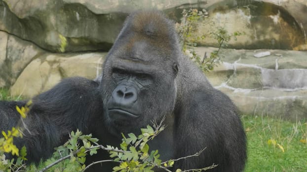 Lowland gorilla on the epic pose of solving his problems.