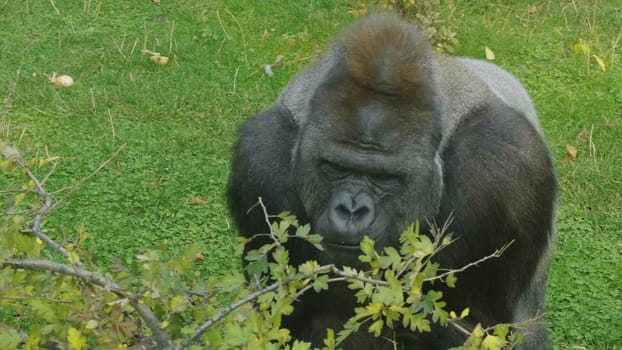 Lowland gorilla on the epic pose of solving his problems.