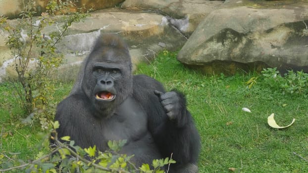 Lowland gorilla on the epic pose of solving his problems.