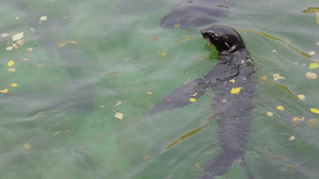 Critically endangered Mediterranean monk seal.