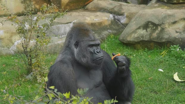 Lowland gorilla on the epic pose of solving his problems.