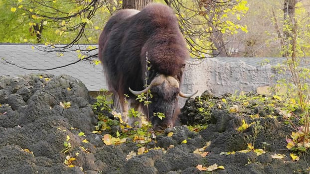 Old Tibetan yak with long black wool and big horns goes along a mountain pasture.