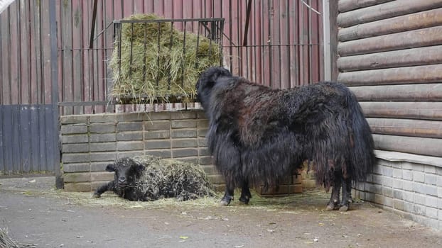 Old Tibetan yak with long black wool and big horns goes along a mountain pasture.