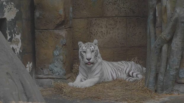 Tiger albino lies, a white Amur rare species.