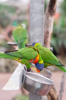 bright colorful rainbow lorikeet, cleans feathers and eats from the feeder, close-up. High quality photo