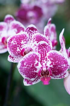 beautiful purple Phalaenopsis Blume orchid flowers , on a garden background, High quality photo