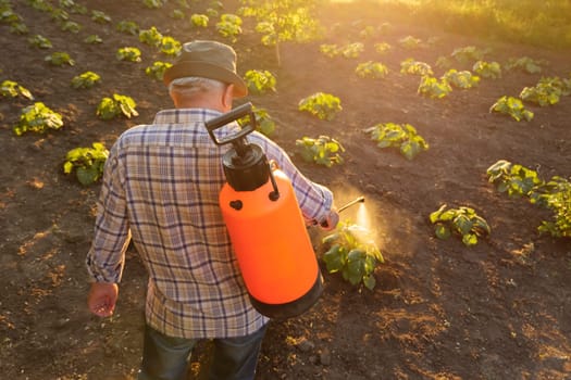 Farmer spraying pesticide sprayer garden farm vegetable garden spraying crop protection plant field rows. Agriculture fertilizer spraying insecticide. Herbicide. Fungicide. Backpack sprayer knapsack