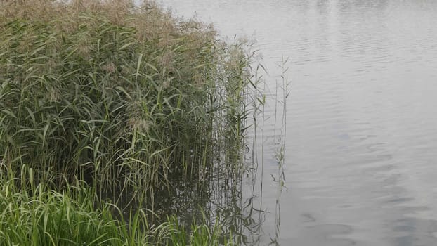 Wetlands with bulrush on the lake.