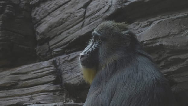 Colorful mandrill Mandrillus sphinx, sitting on a tree and scratching his leg.