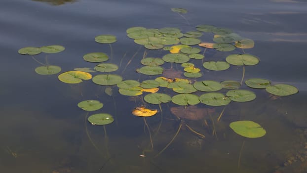 White lily flower in the water with green leaves on a lake.