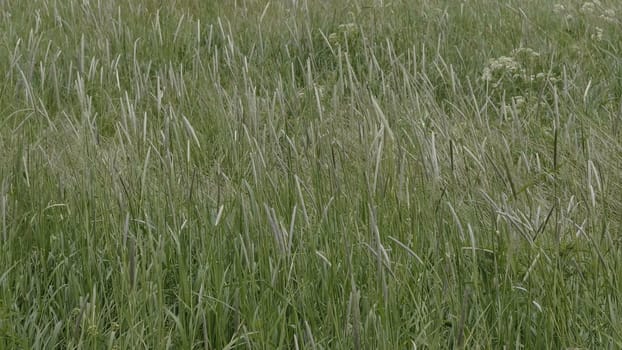 Fields of wheat at the end of summer fully ripe.