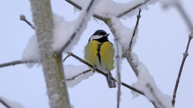 Birds near Moscow, yellow oatmeal on a tree branch.