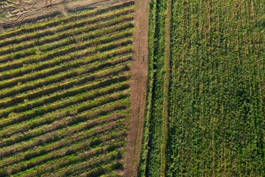 Agricultural field aerial view. Two agricultural field near each other