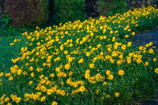 Field of Coreopsis lanceolata yellow flowers. Full frame.