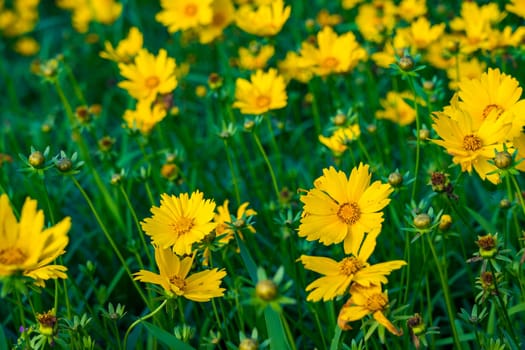 Field of Coreopsis lanceolata yellow flowers. Full frame.