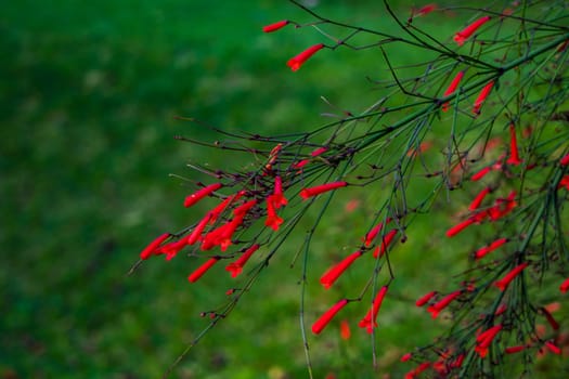 Closeup of a beautiful russelia equisetiformis plant. Nature Photography.