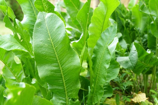 Leaves of horseradish Latin Armoracia rusticana, a perennial vegetable growing. Selective focus