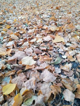 Autumn fallen yellow leaves on the ground in the park close-up. Yellow foliage. Autumn leaves on the ground.