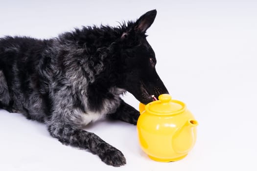 Dog mudi lying on a white studio background next to the openwork ceramic kettle