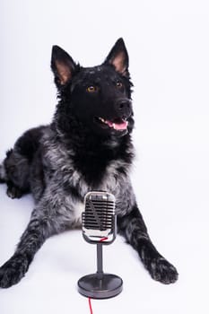 Beatiful mudi dog singing into microphone in studio ehite background