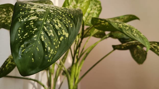 Dieffenbachia plant in a pot on a stool by the window. Retro interior in light colors. Background with plant with green leaves and fabric